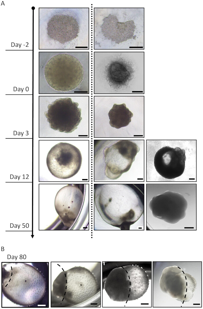 Stem cell differentiation stages; microscopy image; cells evolving over 80 days; organogenesis process.