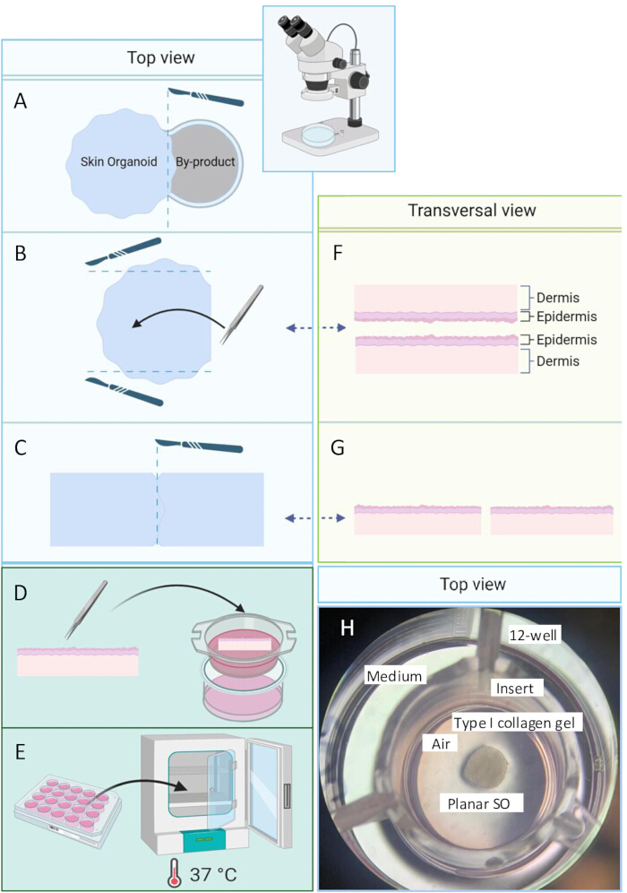 Skin organoid culture process; microscope diagram, incubation setup at 37°C, structural results.