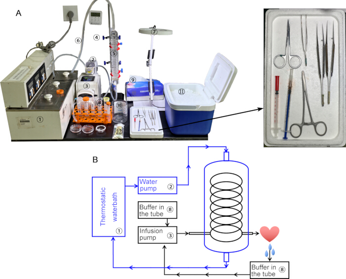 figure-results-1 Chromatography setup with tools; diagram B shows the water bath and pump flow system.
