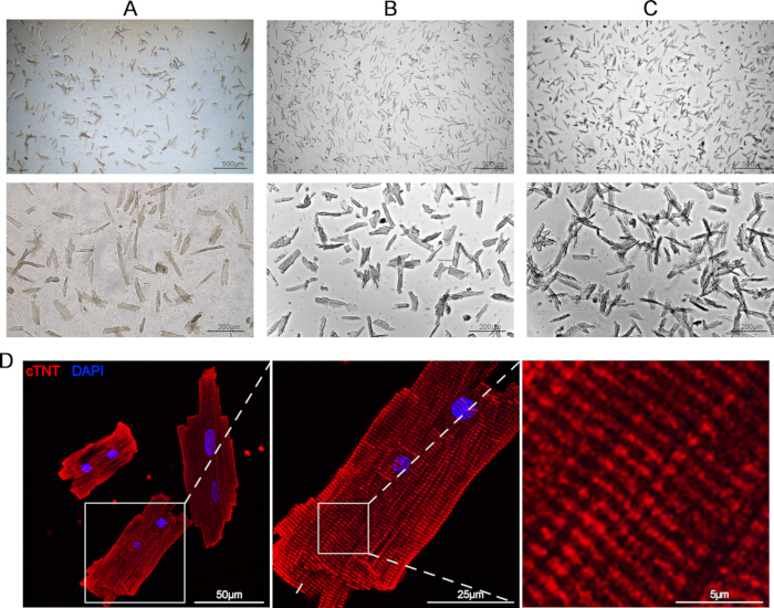 figure-results-2 Microscopy images of cell morphology and protein expression; fluorescence microscopy; cellular analysis.