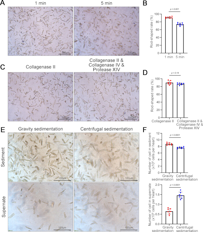 figure-results-3 Microscopic analysis of collagenase treatment showing sedimentation effects; includes graphs of results.