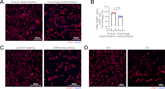 figure-results-4 cTNT/DAPI cell staining results; comparing gravity vs. centrifugal sedimentation, laminin coating, plating effects.
