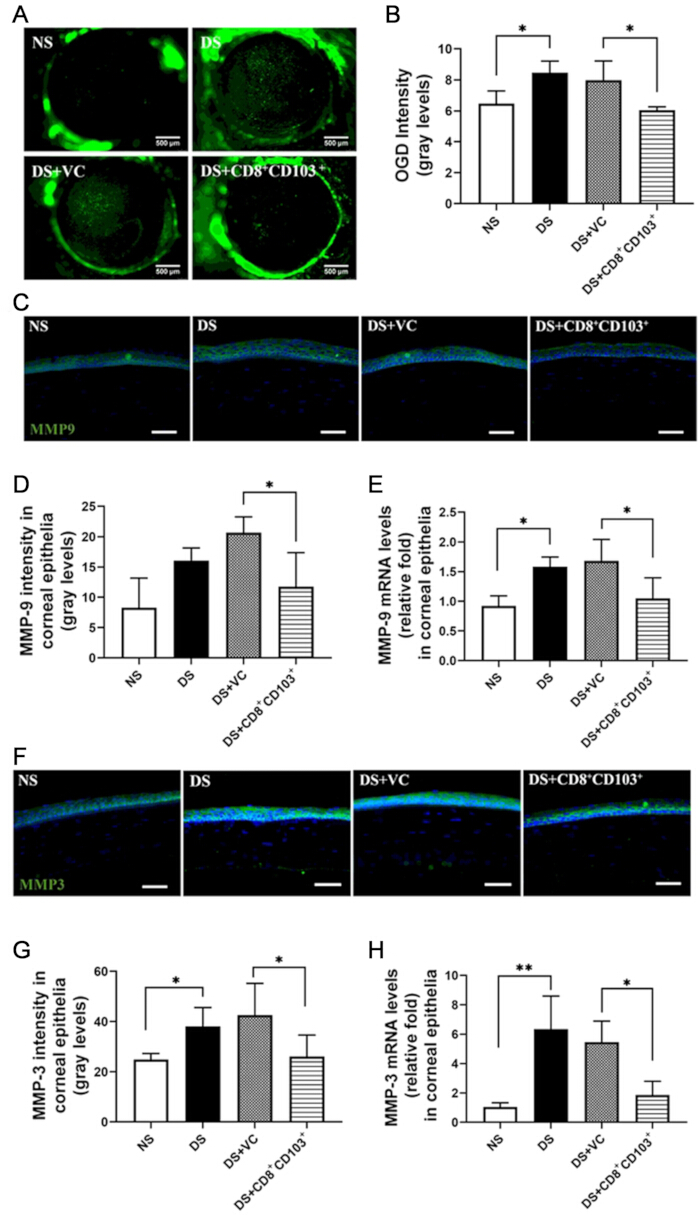 Corneal epithelium analysis; fluorescent microscopy, MMP-9, MMP-3 expression, graph comparison.