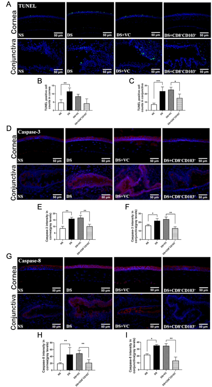 TUNEL assay, Caspase-3, Caspase-8 analysis in cornea, conjunctiva; histology, fluorescence microscopy.