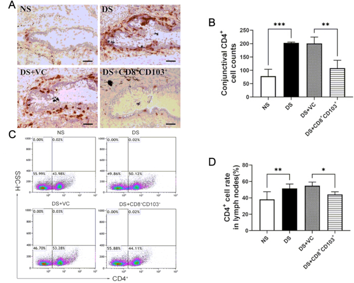 Conjunctival CD4+ cell analysis; histology, flow cytometry plots, bar charts, immune response.