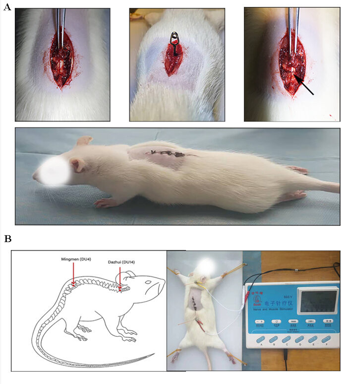 figure-results-1 Surgical wound healing, rat skin incision, acupuncture points diagram, Mingmen, Dazhui stimulation.