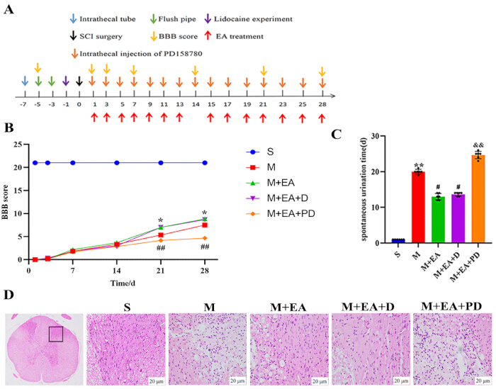 figure-results-2 SCI recovery experiment; timeline, BBB score graph, urination chart, histology images; EA effects.