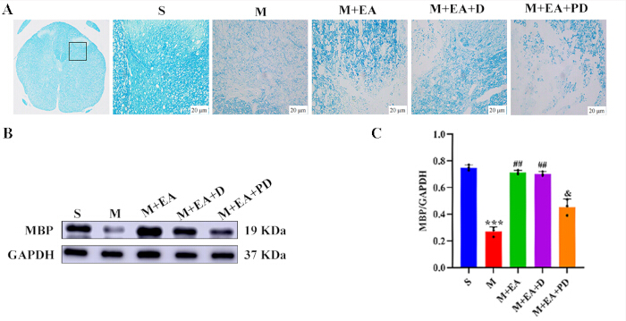 figure-results-3 Histology staining analysis, Western blot protein detection, and bar graph result comparison.