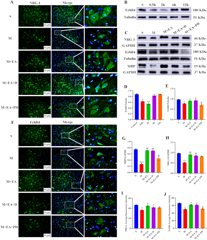figure-results-4 NRG-1, ErbB4 analysis; fluorescence microscopy, Western blot, bar graphs; neuronal protein study.