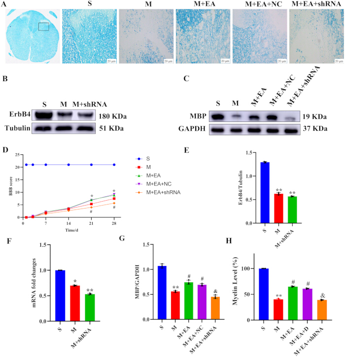 figure-results-6 Neuroscience experiment: protein expression, microscopy, Western blotting, data analysis charts.