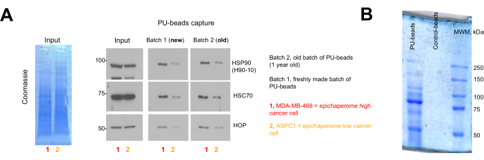 figure-results-2 Protein purification via PU-beads; SDS-PAGE gel, Coomassie stain, epichaperome analysis, cancer cells.