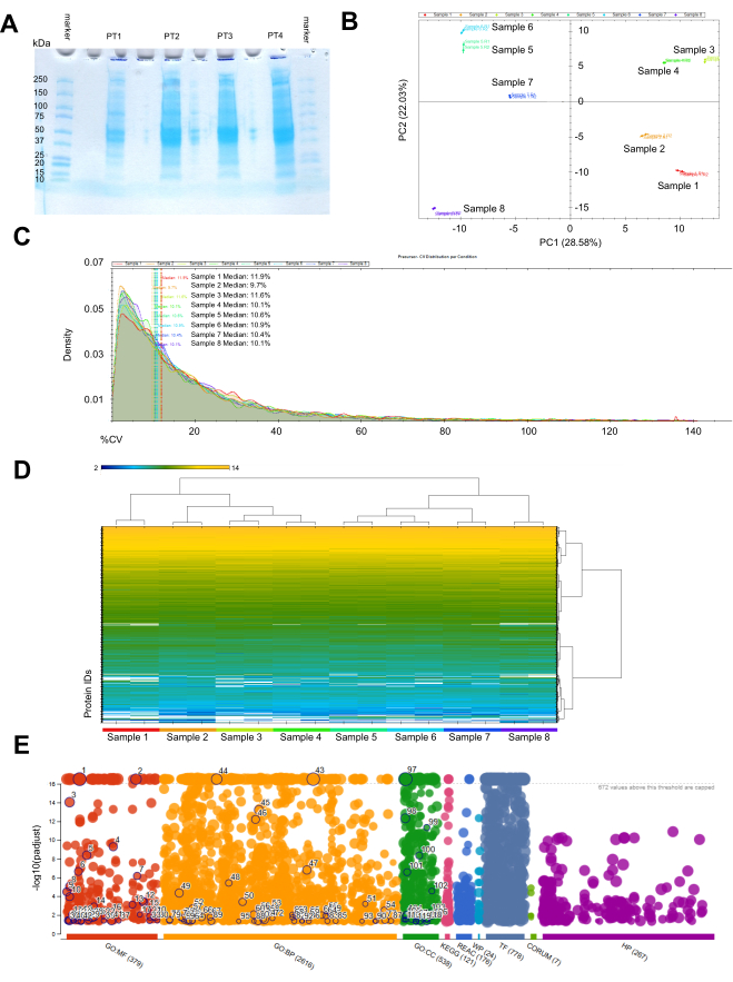 figure-results-3 SDS-PAGE results, PCA plot, density chart, heatmap, and statistical analysis in proteomics study.