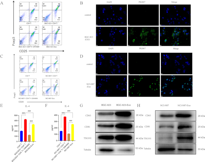 figure-results-1 Flow cytometry diagrams, cell immunofluorescence, IL-4 levels, and protein Western blot results.
