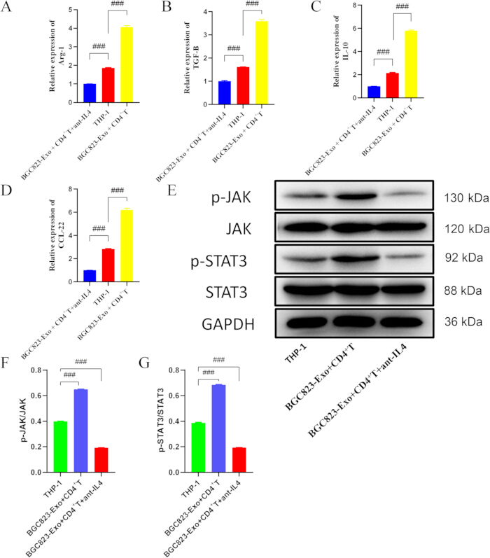 figure-results-6 Gene expression analysis; bar charts and protein expression through Western blot; relative expression of JAK-STAT pathway proteins; scientific visualization; cellular response data.