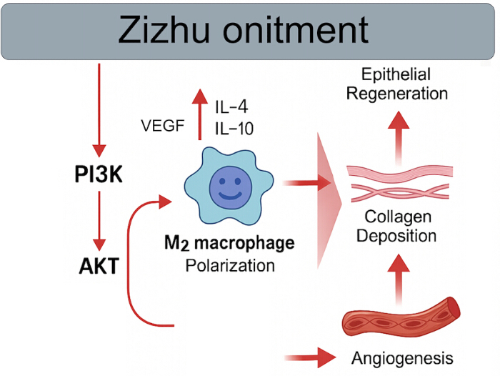 Zizhu ointment process; M2 macrophage polarization diagram; angiogenesis, epithelial regeneration.