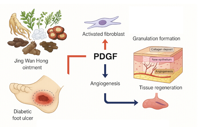 Jing Wan Hong ointment; fibroblast activation; PDGF; angiogenesis; tissue regeneration diagram.