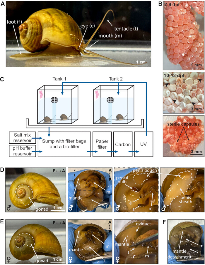Snail anatomy and development stages, labeled diagram; aquarium setup for snail habitat and breeding.