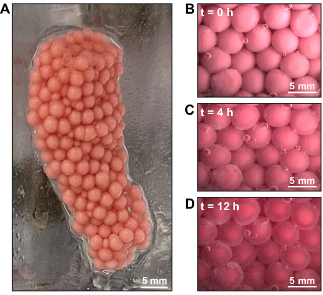 Hydrogel swelling process; microscopy images; time progression from 0 to 12 hours; experiment results.