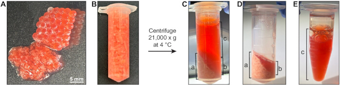Tissue homogenization, centrifugation process; pellet formation in centrifuge tubes; sample analysis.