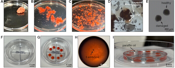 Plant tissue culture process, embryogenesis stages; petri dishes, embryos, paraffin oil, microscopy.