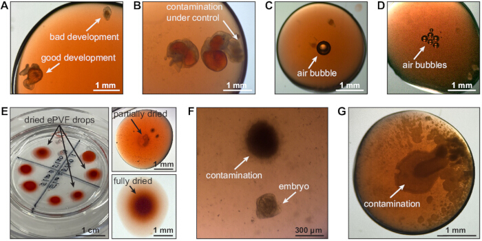 Embryo contamination and development stages in microscopic analysis; annotated results show variations.