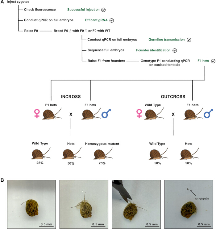 Gene editing diagram; zygote injection, F1 genotype, qPCR, and snail phenotype results.