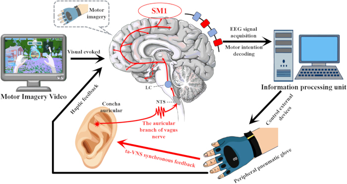 Motor imagery experiment diagram with EEG, brain pathways, vagus nerve, pneumatic glove feedback.