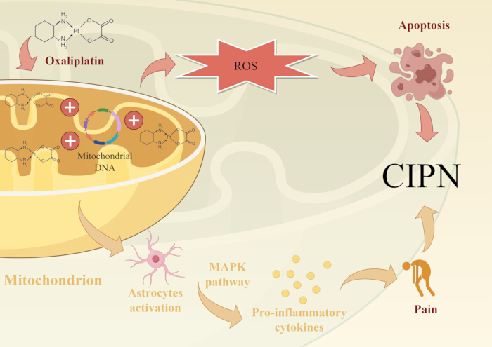 figure-results-1 Oxaliplatin-induced CIPN diagram, ROS, apoptosis, mitochondrial DNA, MAPK pathway, astrocytes.