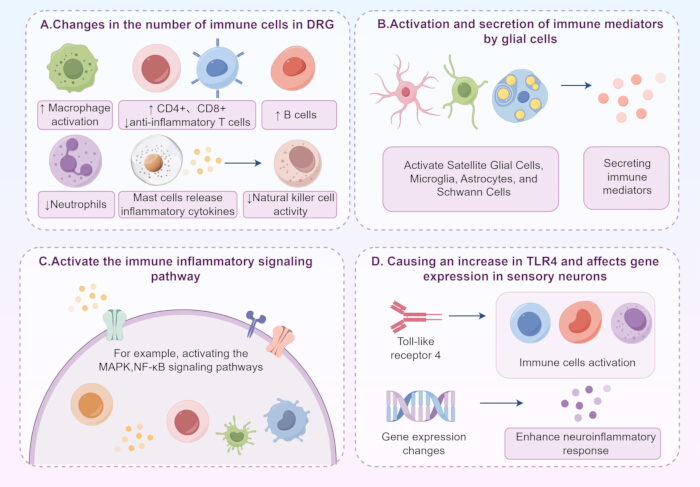 figure-results-2 Immunology process diagram: DRG cell changes, immune mediators, signaling pathways, gene expression.