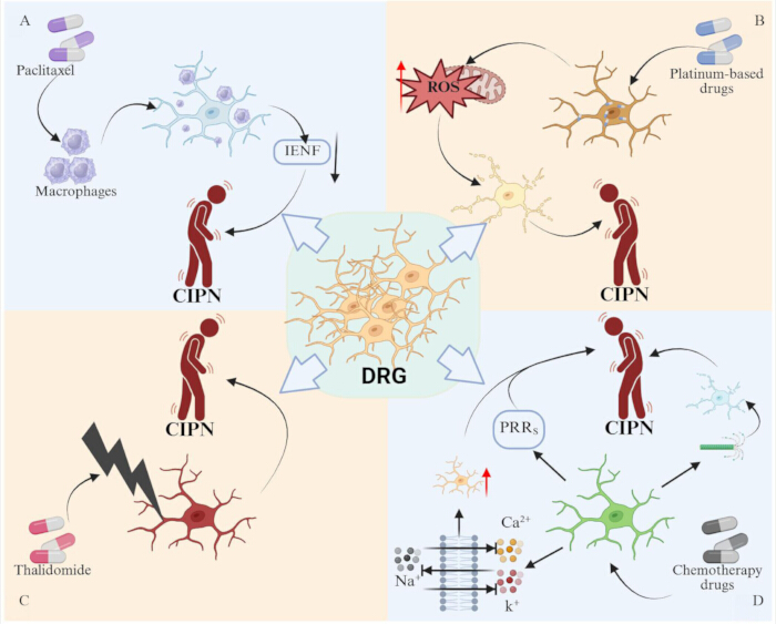 figure-results-3 Chemotherapy-Induced Peripheral Neuropathy (CIPN) diagram, showing drug interactions and effects.