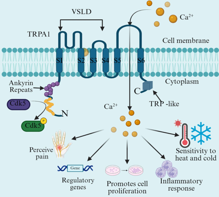 figure-results-4 TRPA1 ion channel diagram, depicting Ca²⁺ flow in cell membrane affecting pain, temperature, inflammation.