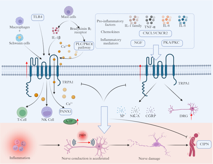 figure-results-5 TRPA1 signaling pathway diagram; inflammation to pain neuroconduction; CIPN; educational biology.