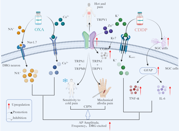 figure-results-6 Chemotherapy-induced neuropathy diagram with TRP channels showing pain pathways, ion exchange, modulation.