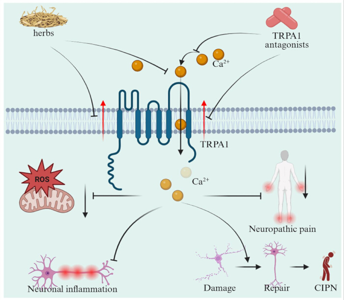 figure-results-7 TRPA1 pathway in neuropathic pain, diagram with herb influence, Ca2+ ions, neuronal inflammation, CIPN.