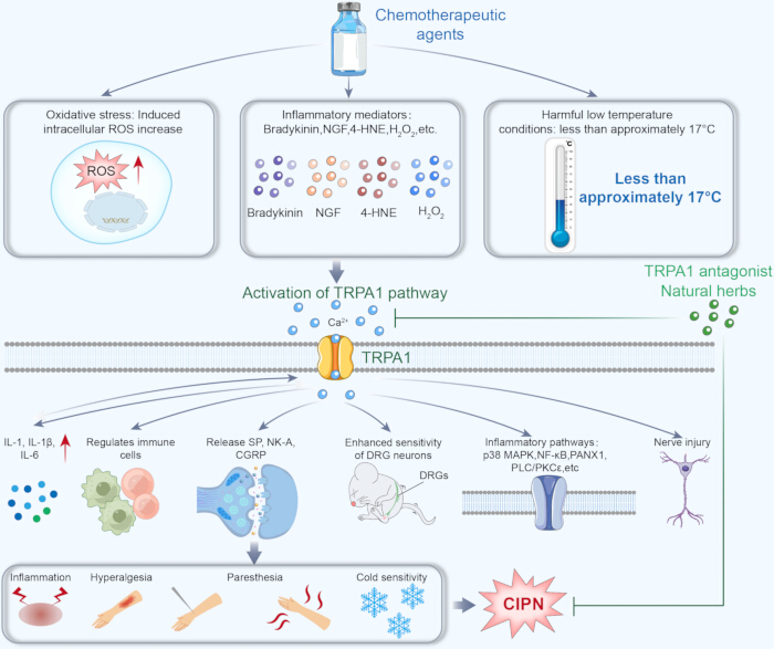 figure-results-8 TRPA1 pathway activation diagram; oxidative stress, inflammatory mediators, and cold conditions effects.
