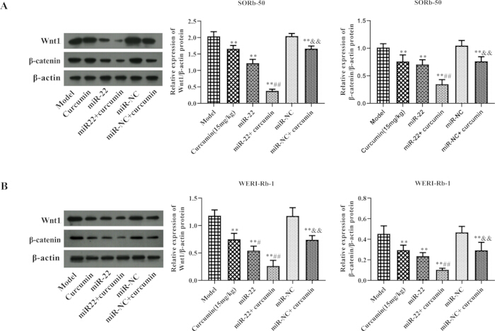 Western blot analysis and bar graphs of Wnt1, β-catenin in SODR-50, WERI-Rb-1 cells with curcumin.