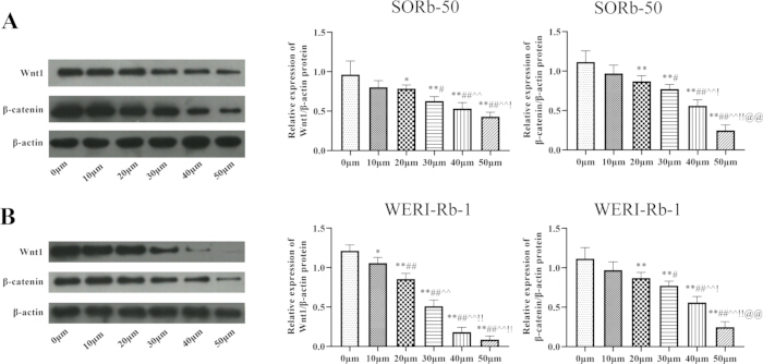 Western blot and bar chart analysis; Wnt1, β-catenin, β-actin expression in SORb-50, WERI-Rb-1 cells.
