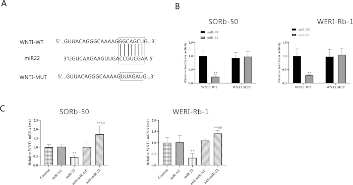 WNT1-miRNA interaction analysis; includes sequence alignment diagram and relative expression histograms.