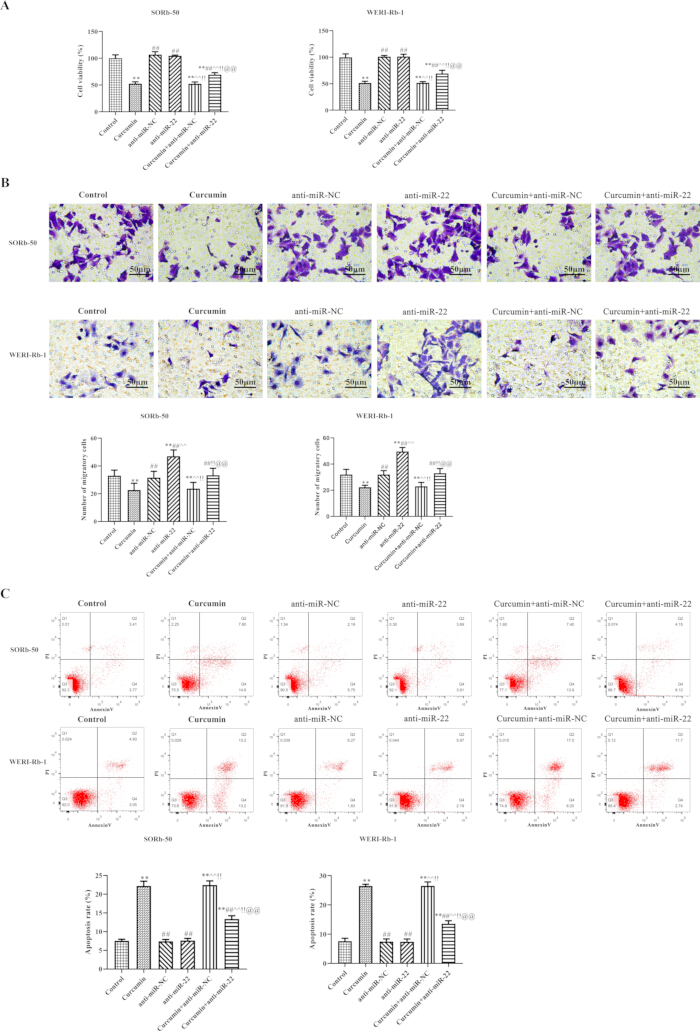 Cell viability, migration, apoptosis analysis; graphs, microscopy images, flow cytometry results.