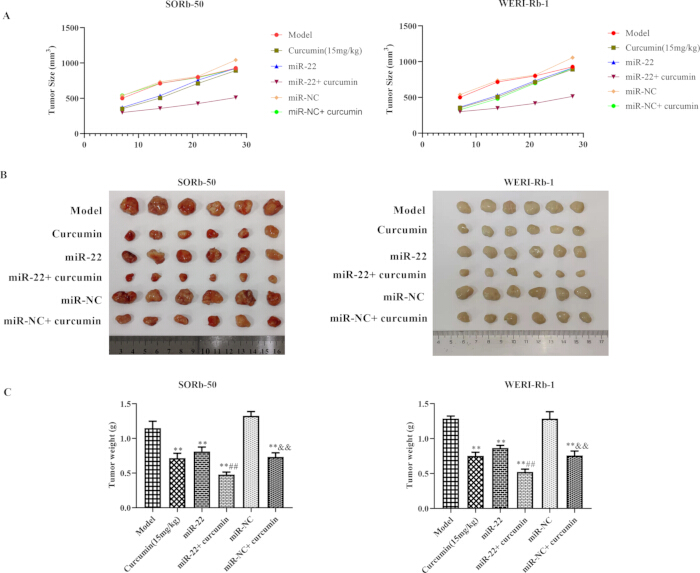 Tumor growth analysis; graphs, tumor images; miRNA, Curcumin effect on SORB-50, WERI-Rb-1 cell lines.