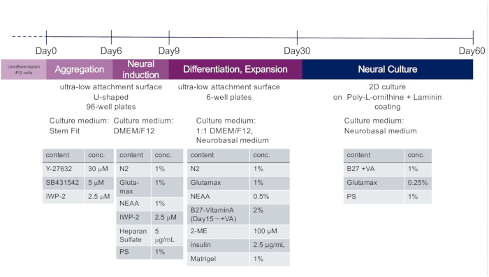 Neural cell culture process diagram; timeline from iPS cells to neural culture in various mediums.