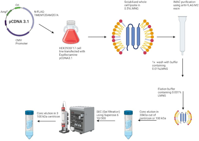 figure-results-1 Gene expression diagram with HEK293SF17 cells, gel filtration, and purification process analysis.