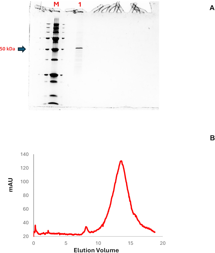 figure-results-2 SDS-PAGE gel and size-exclusion chromatography graph; protein analysis, molecular weight, elution profile.