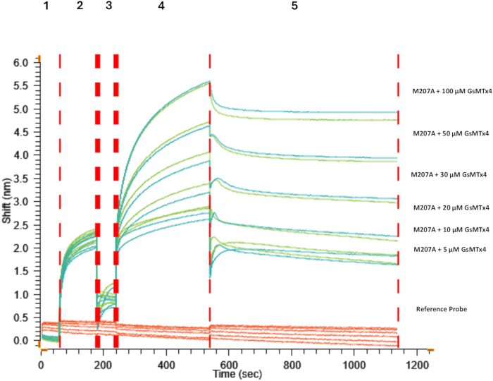 figure-results-5 Binding kinetics graph of M207A with GsMTx4 concentrations; time vs. shift, experimental results.