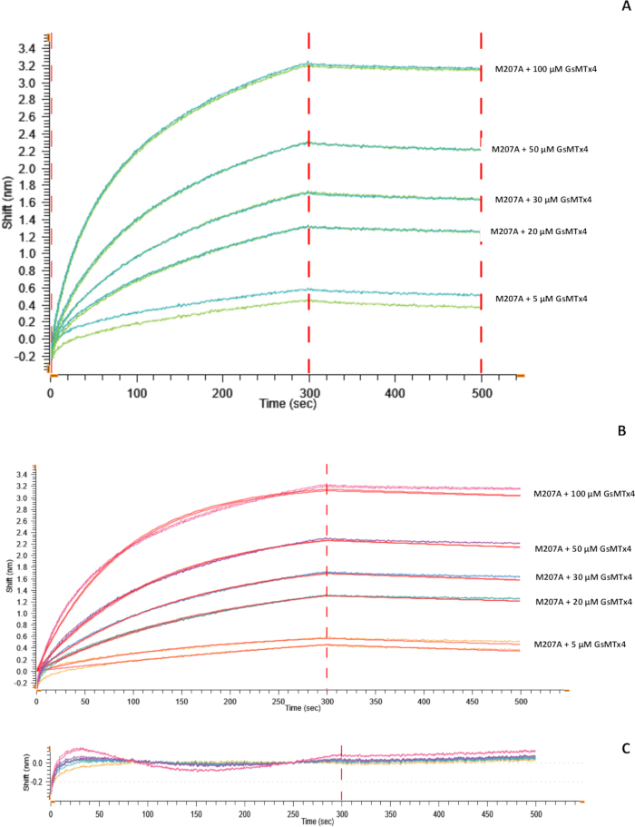 figure-results-6 SPR sensorgram chart; protein-ligand binding analysis with varying GsMTx4 concentrations.