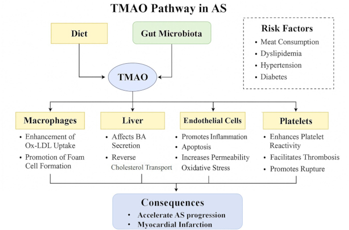 figure-protocol-3 TMAO pathway diagram in atherosclerosis; diet, gut microbiota, risk factors, and cellular effects.