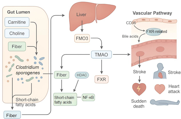 figure-protocol-4 Gut microbiome-liver interaction diagram showing TMAO role in cardiovascular risk pathways.