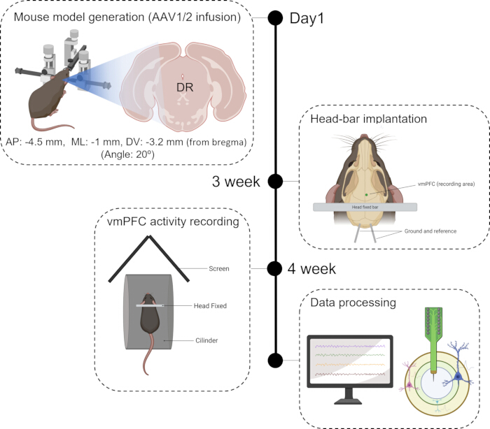 Mouse model generation diagram; AAV1/2 infusion, vmPFC recording, data processing timeline.