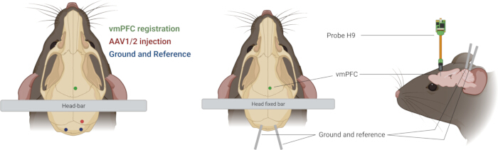 Rat brain experiment diagram; vmPFC targeting, AAV1/2 injection, probe study, brain mapping.