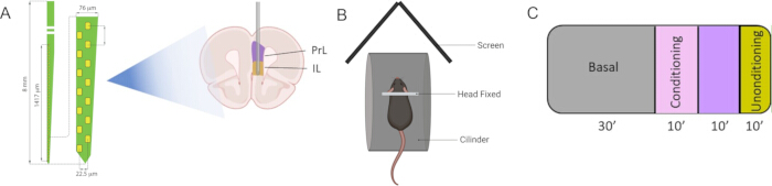 Neuroscience experiment diagram: brain region targeting, mouse fixation, behavioral conditioning chart.